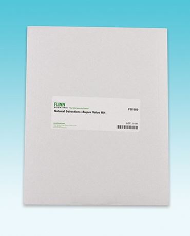 moths, peppered moths, phenotypes, predator, prey