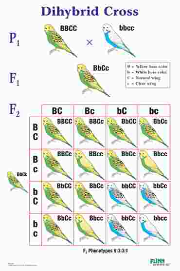 Dihybrid Cross Genetics Poster for Biology and Life Science