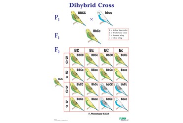Dihybrid Cross Genetics Poster for Biology and Life Science