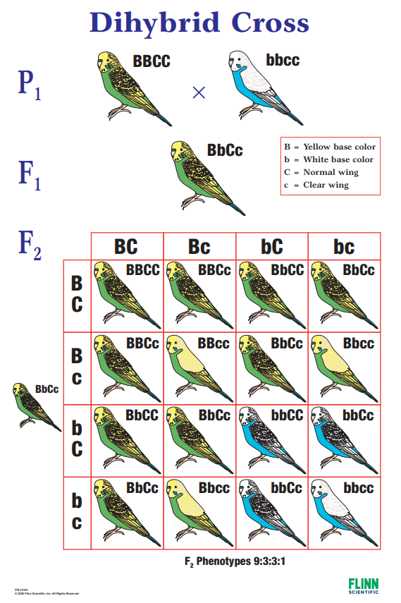 Dihybrid Cross Genetics Poster for Biology and Life Science