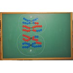 Magnetic Meiosis Models Demonstration Kit for Biology and Life Science