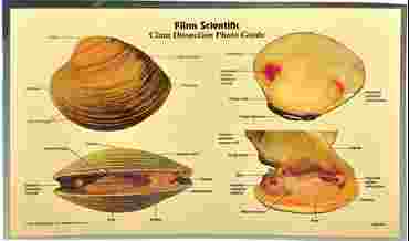 Loligo Squid Dissection Photo Guide for Biology and Life Science