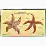 Loligo Squid Dissection Photo Guide for Biology and Life Science