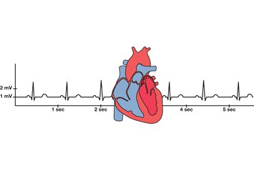 Studying Heart Function Using Electrocardiograms Anatomy and Physiology Kit