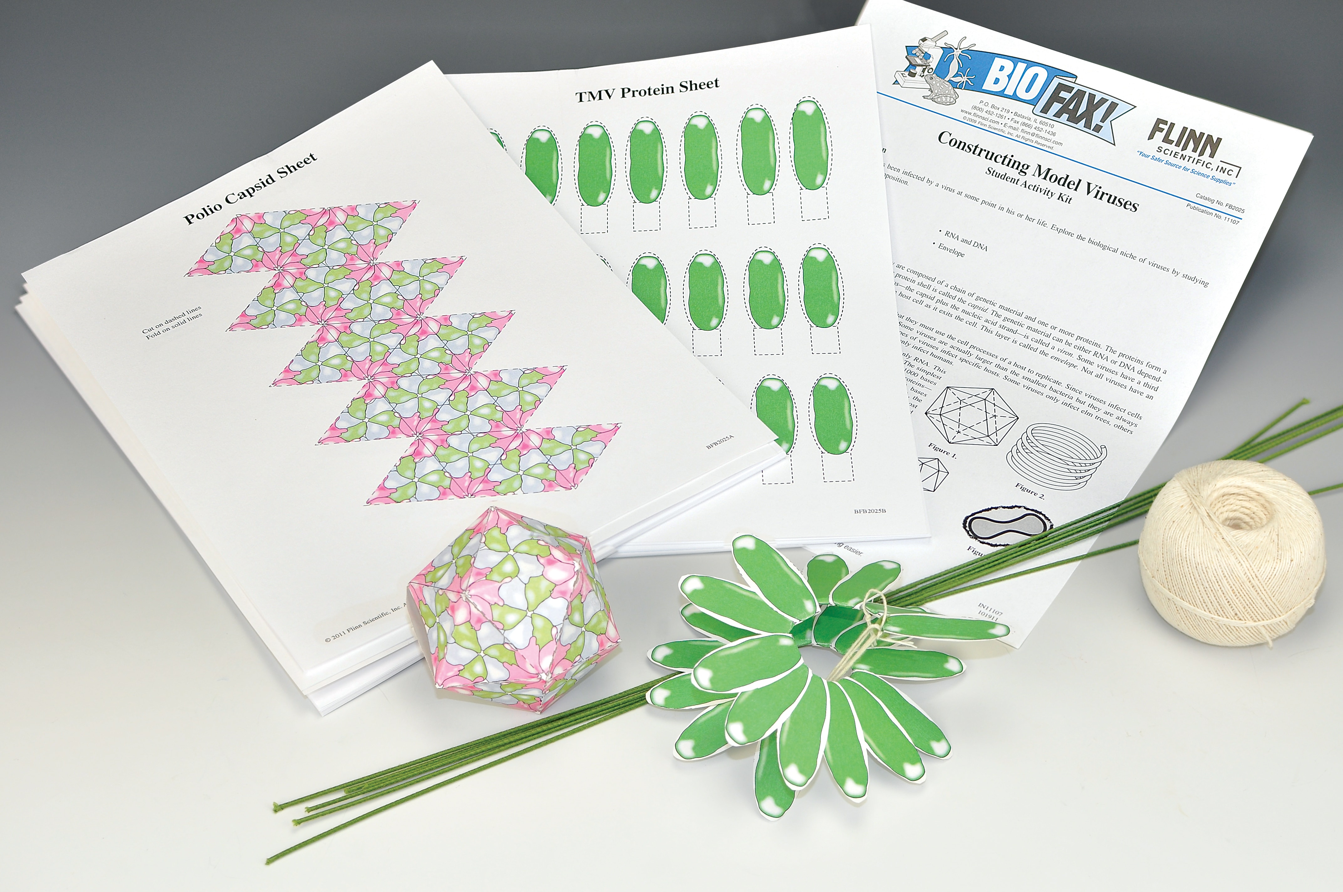 Viruses & Epidemiology