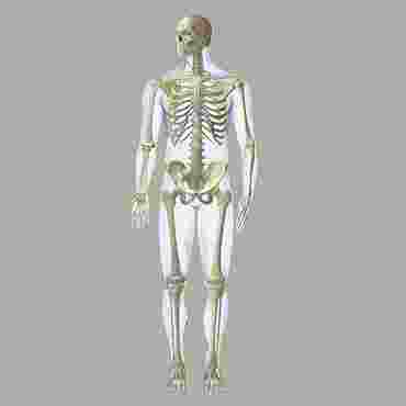 Skeleton Wall Graphic for Anatomy Classroom
