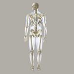 Skeleton Wall Graphic for Anatomy Classroom