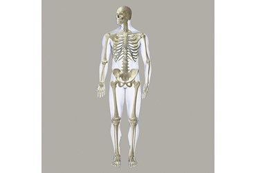 Skeleton Wall Graphic for Anatomy Classroom