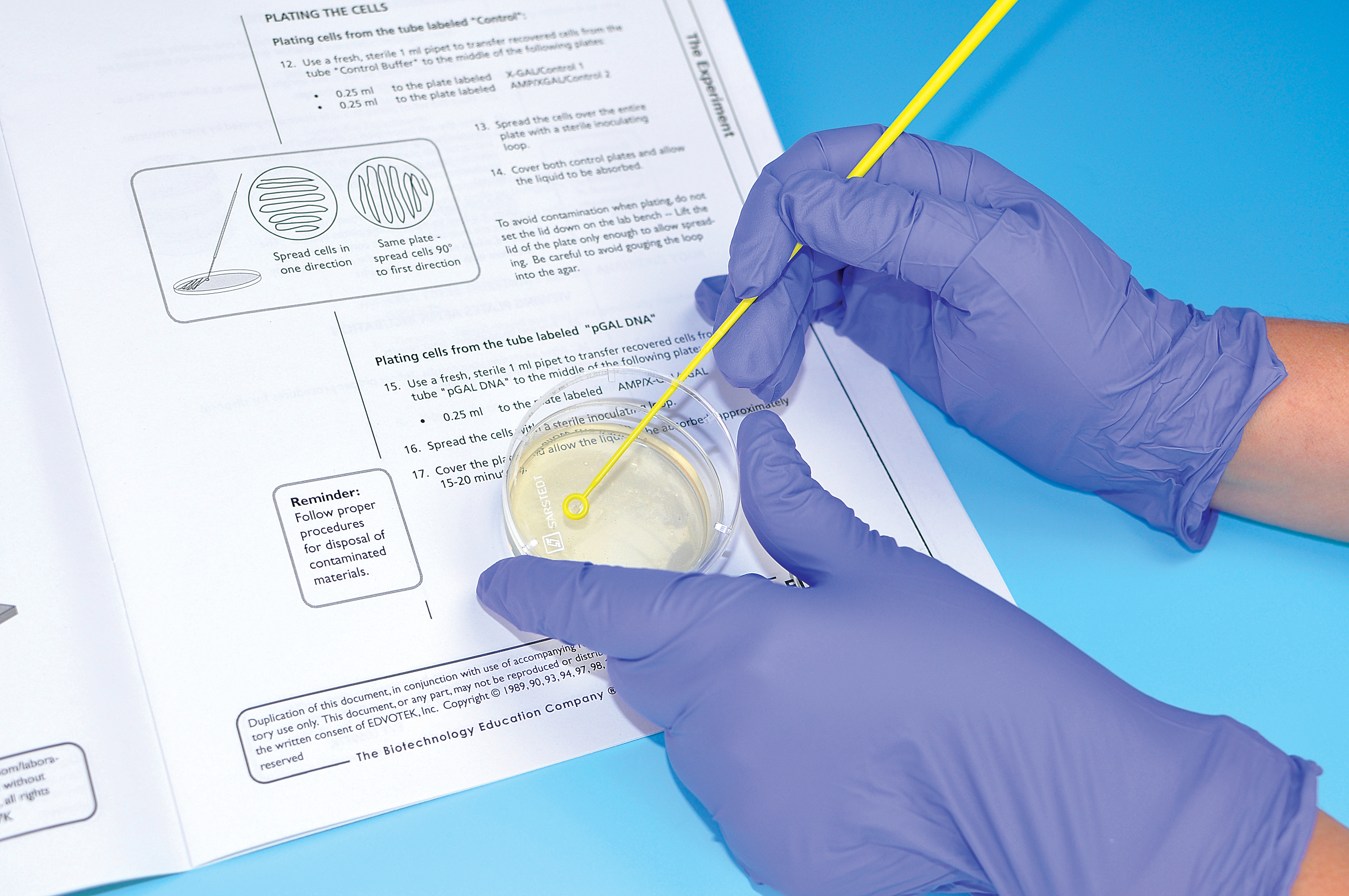 transformation of e coli with pgal lab report