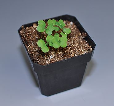 Wisconsin Fast Plant® Seeds for AP* Biology and Life Science