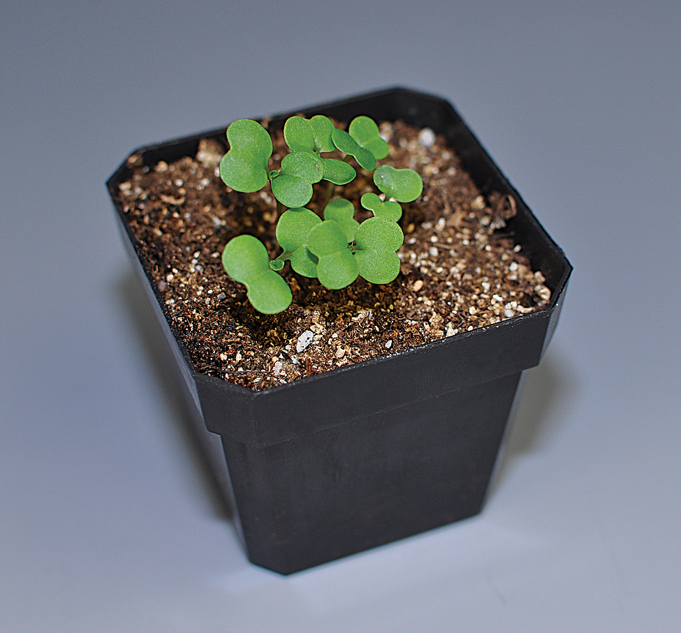Wisconsin Fast Plants Pkg Of 200