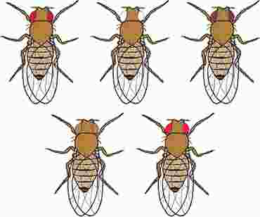 The Genetics of Drosophila Eye Color Advanced Inquiry Lab Kit for AP* Biology