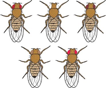 The Genetics of Drosophila Eye Color Advanced Inquiry Lab Kit for AP* Biology