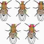 The Genetics of Drosophila Eye Color Advanced Inquiry Lab Kit for AP* Biology