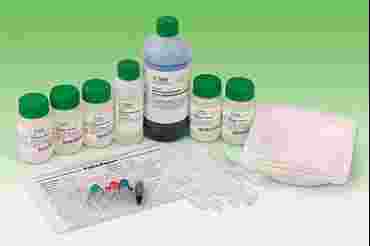 DNA, DNA analysis, enzyme restricted DNA