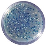 Blue/White Cloning of a DNA Fragment - Biotechnology Laboratory Kit