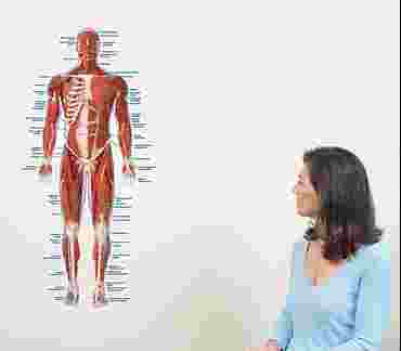 Muscular System Wall Graphic for Anatomy Studies