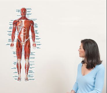 Muscular System Wall Graphic for Anatomy Studies