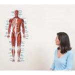 Muscular System Wall Graphic for Anatomy Studies