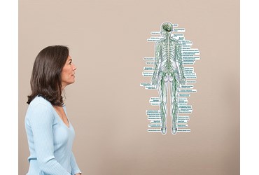 Nervous System Wall Graphic