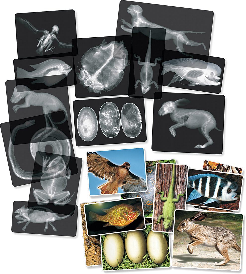 X-Rays, Animals | Flinn Scientific