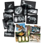 Animal X-Rays for Biology and Life Science
