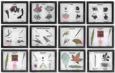 Plant Kingdom Survey Set for Biology and Life Science