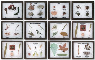 Plant Kingdom Survey Set for Biology and Life Science