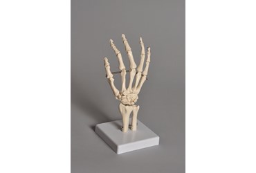 Human Hand Model for Anatomy Studies