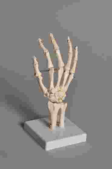 Human Hand Model for Anatomy Studies