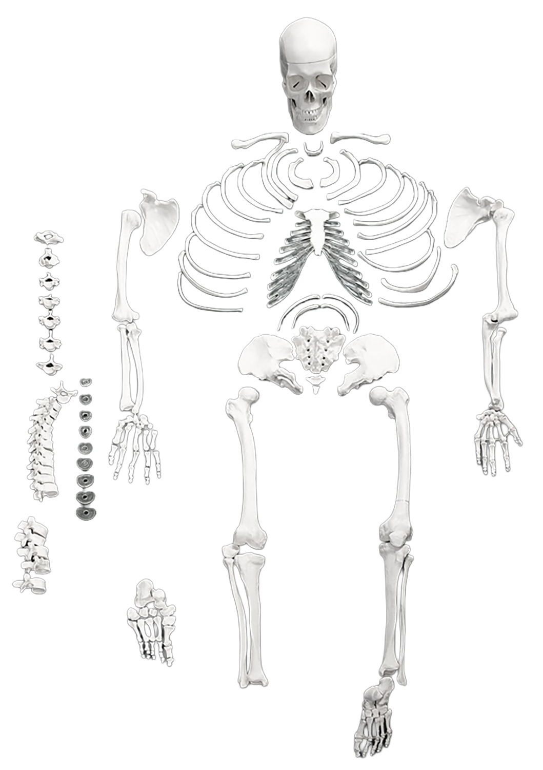 Disarticulated Skeleton for Anatomy Studies