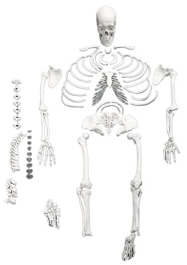 Disarticulated Skeleton for Anatomy Studies