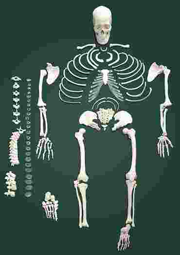 Disarticulated Skeleton for Anatomy Studies