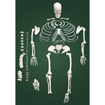 Disarticulated Skeleton for Anatomy Studies