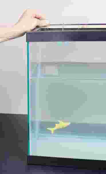 Fish Fitness Flinn STEM Design Challenge™ Kit for Biology and Life Science