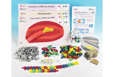 Replacement Nucleotide Set for Flow of Genetic Information Activity Kit for Biology and Life Science