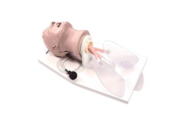 3B Scientific® Life/form® Airway Larry Adult Airway Management Trainer with Stand for Nursing and CTE