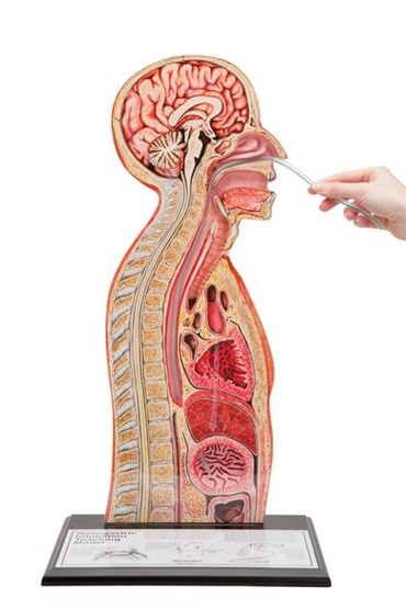 3B Scientific® Nasogastric Intubation Model for Nursing and CTE