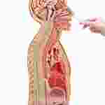 3B Scientific® Nasogastric Intubation Model for Nursing and CTE