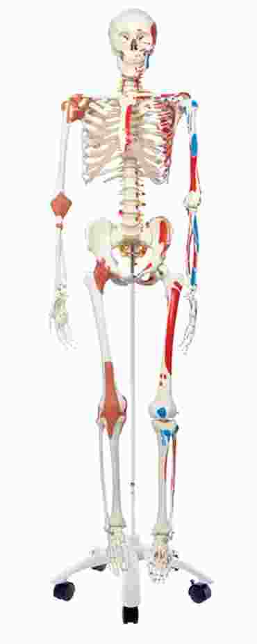 3B Scientific® Super Skeleton Sam Rod Mount Model for Anatomy and Physiology