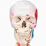 skeleton, skeletal system, bones, anatomy