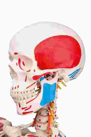 flexible ligaments, flexible spine, posture, joints