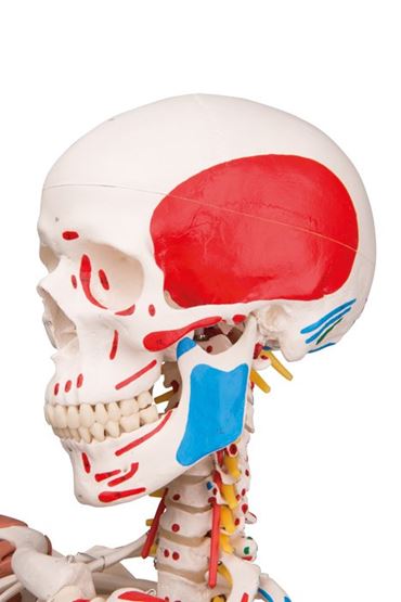 flexible ligaments, flexible spine, posture, joints