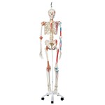 3B Scientific® Super Skeleton Sam Rod Mount Model for Anatomy and Physiology