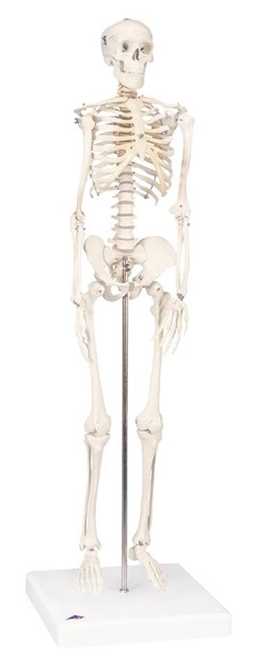 3B Scientific® Mini Skeleton for Anatomy and Physiology