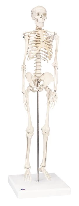Mini Skeleton on White Base