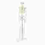 3B Scientific® Mini Skeleton for Anatomy and Physiology