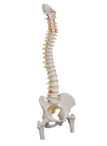 3B Scientific® Classic Flexible Spine for Anatomy and Physiology