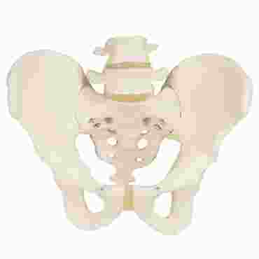 3B Scientific® Male Pelvic Skeleton for Anatomy and Physiology