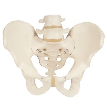 3B Scientific® Male Pelvic Skeleton for Anatomy and Physiology